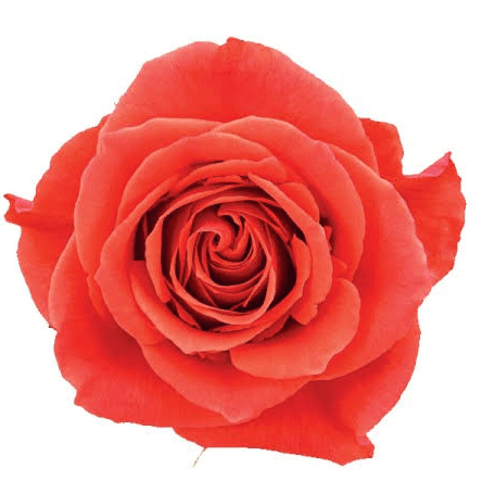 Ram de 25 roses taronges Cayenne (Rosa spp.), Flor fresca de 60 cm de llarg, 25 tiges