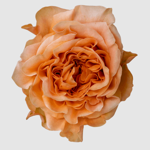 Ram de 25 roses de jardi taronges Exotix Orange, Flor fresca de 50 cm de llarg, 25 tiges