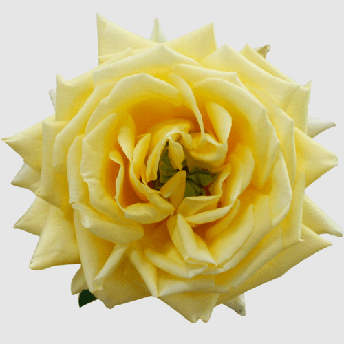 Bouquet de Roses de Jardin Jaunes Sunny Days, Fleur fraîche de 60 cm de long, 25 tiges