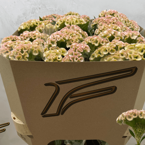 Bouquet de 10 Célosies Champagne, Fleur fraîche de 80 cm de long, 10 tiges