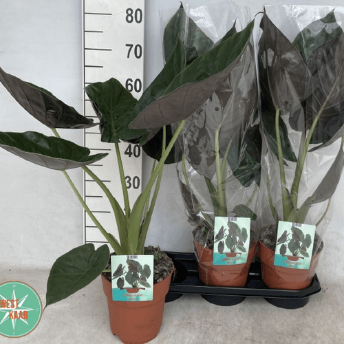 Alocasia Wentii 85 cm, Planta de 85 cm de alto, lote de 3 unidades