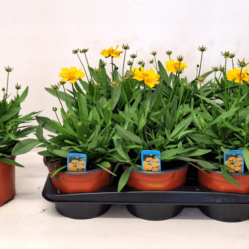 Coreopsis Presto, Planta de 25 cm de alto, pack de 7 uds