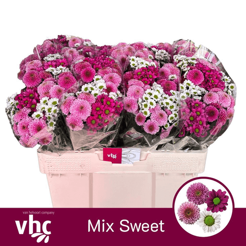 Bouquet de 20 Chrysanthèmes Santini Sweet Mix, Fleur fraîche de 55 cm de long, 20 tiges