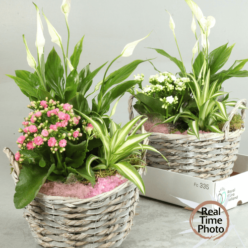 Composition de Plantes Summer, Plante de 35 cm de haut, lot de 2 unités
