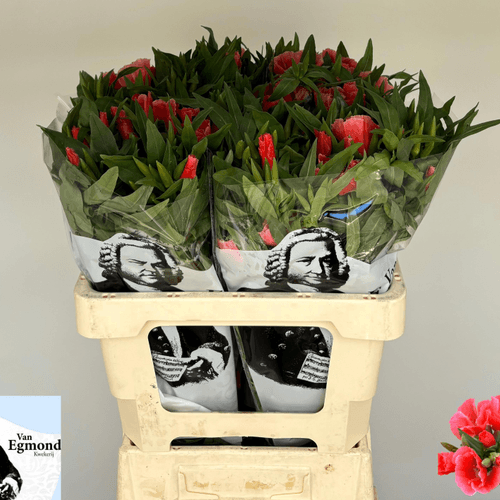 Ramo de 10 Clarkias Salmón Grace, Flor fresca de 60 cm de largo, 10 tallos