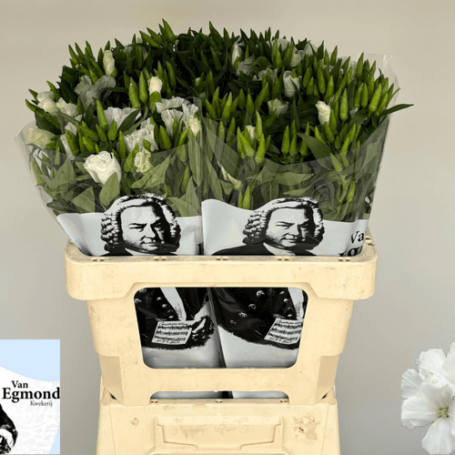 Ramo de 10 Clarkias Blancas Grace, Flor fresca de 60 cm de largo, 10 tallos