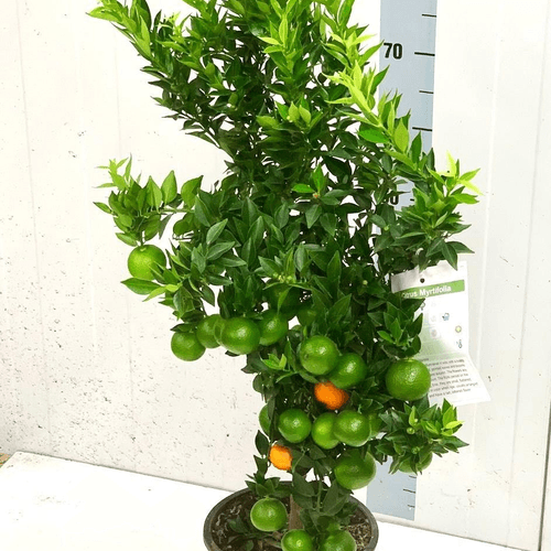 Chinotto - Laranjeira Amarga Anã em Vaso, Planta de 95 cm de altura
