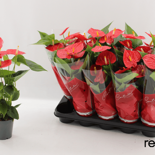 Anthurium Esudo Rojo, Planta de 48 cm de alto, pack de 10 uds