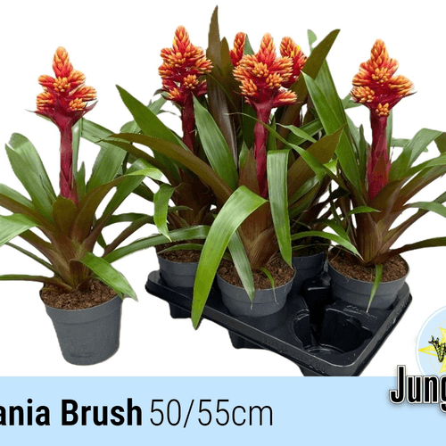 Guzmania Brush, Planta de 50 cm de alto, pack de 6 uds
