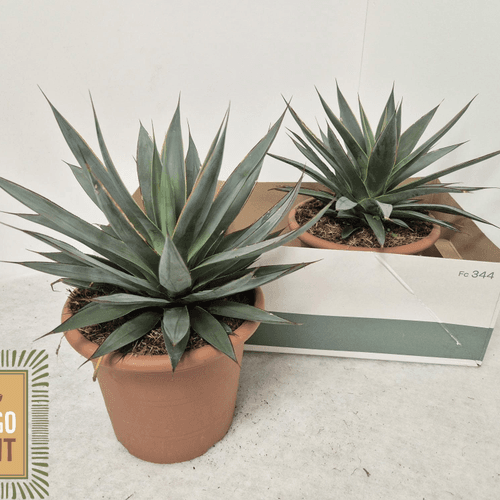 Agave Shaka Zulu, Planta de 40 cm de alto, pack de 2 uds