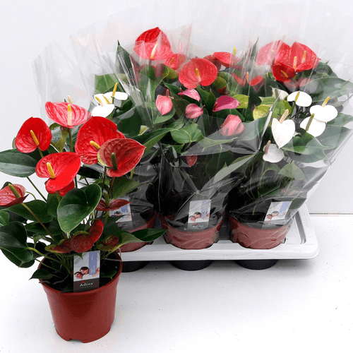 Pack de 6 Anthurium mix 3 colores (flor de flamenco) 45 cm, Planta de 45 cm de alto