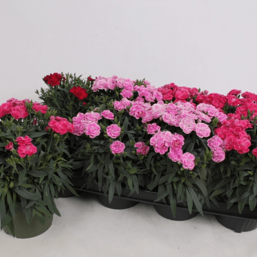 Clavel DiaDeur Mix, Flor fresca de 25 cm de largo, ramo de 8 tallos