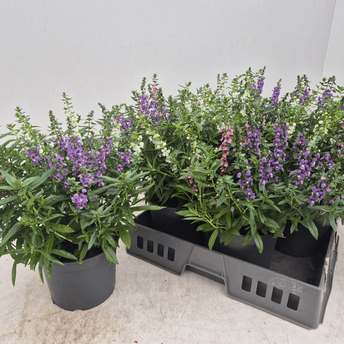 Angelonia Serenita, Planta de 40 cm de alto, pack de 4 uds