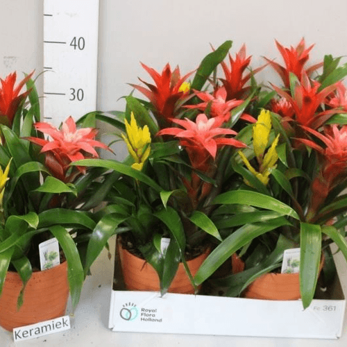 Arreglo de Bromelias en Terracota, Planta de 50 cm de alto, pack de 4 uds