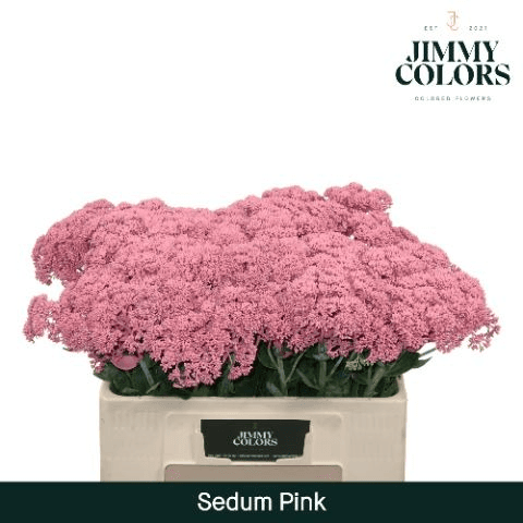 50 Zurtoineko Sedum Tindatu Arrosa Sorta