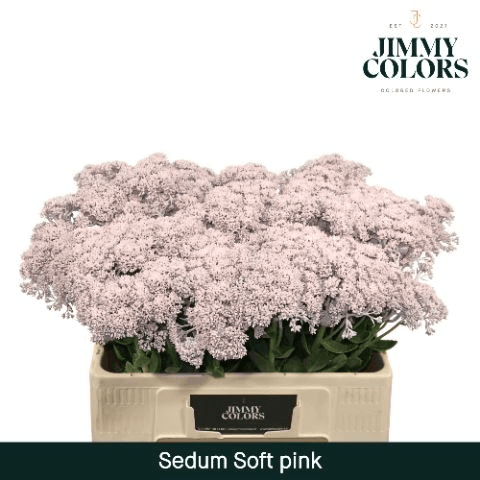 Manoll de 50 Tiges de Sèdum Tenyit Rosa Clar