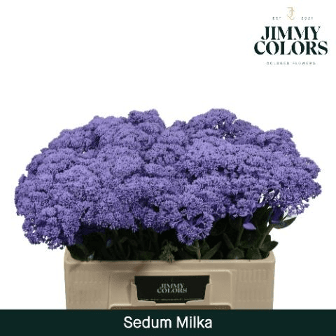 Manojo de 50 Tallos de Sedum Teñido Lavanda