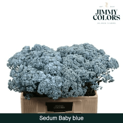 Molho de 50 Hastes de Sedum Tingido Azul-Claro