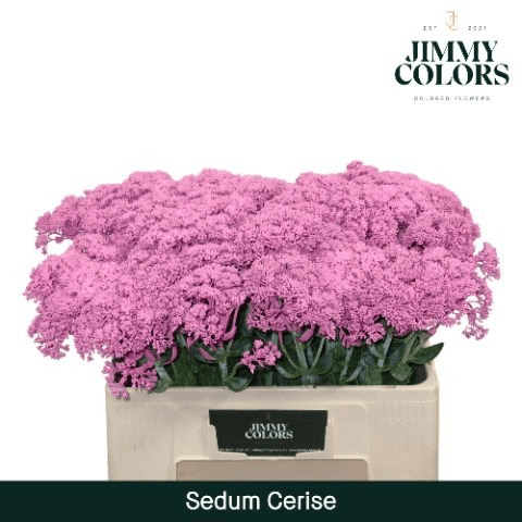 50 Zurtoineko Sedum Tindatu Fuksia Sorta