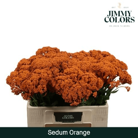 50 Zurtoineko Sedum Tindatu Laranja Sorta