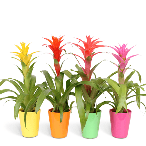 Guzmania Mix en Composición, Planta de 45 cm de alto, pack de 6 uds