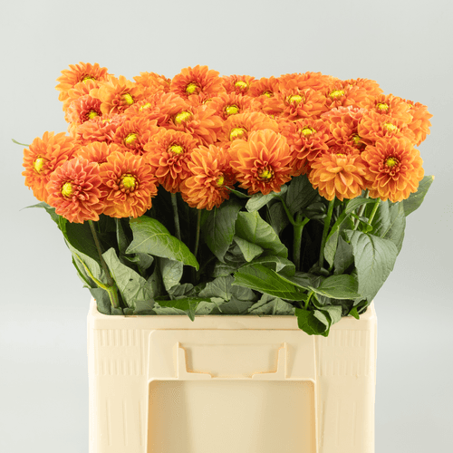 Ramo de 50 Dalias Naranjas Bright Orange, Flor fresca de 60 cm de largo, 50 tallos