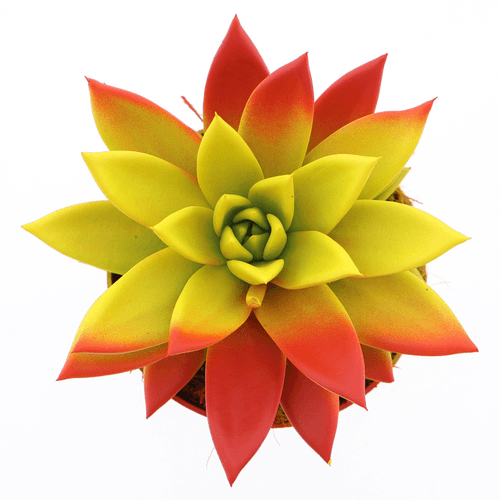 Echeveria Miranda, Planta de 12 cm de alto, pack de 8 uds