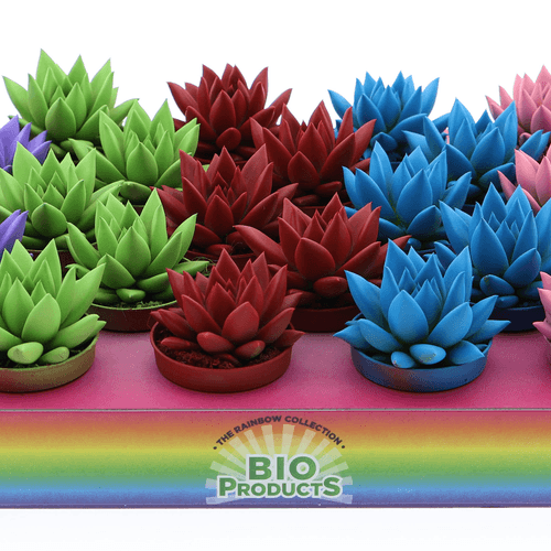 Mini Echeverias Variadas (Rainbow Mix), Planta de 8 cm de alto, pack de 25 uds