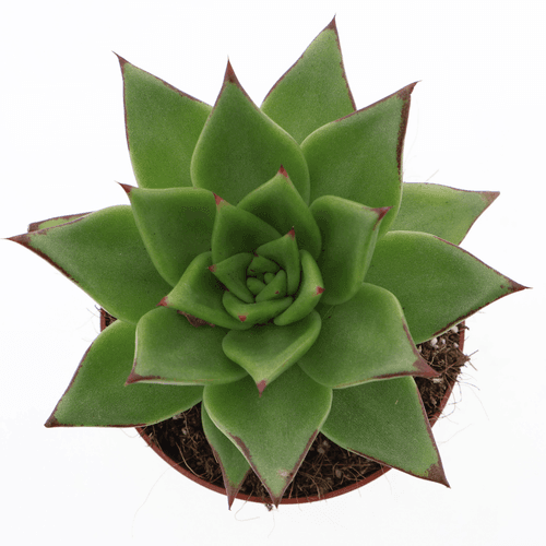 Echeveria Agavoides Ebony, Planta de 12 cm de alto, pack de 8 uds