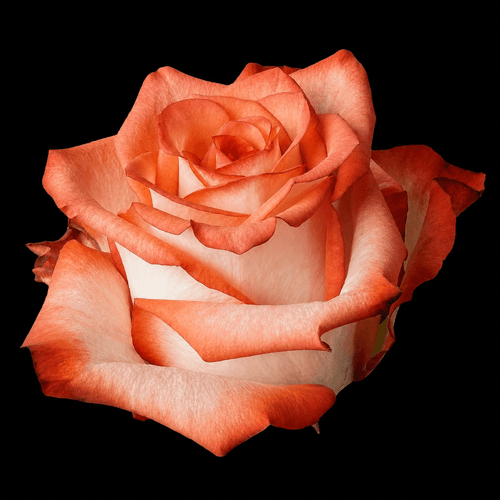 Rosa Blush branca e rosa 60 cm, Flor fresca de 60 cm de comprimento