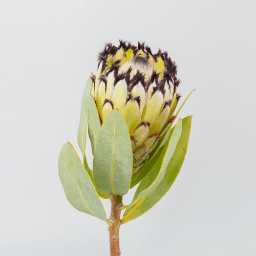 Protea Blanca (Snow Princess), Flor fresca de 40 cm de largo, ramo de 5 tallos