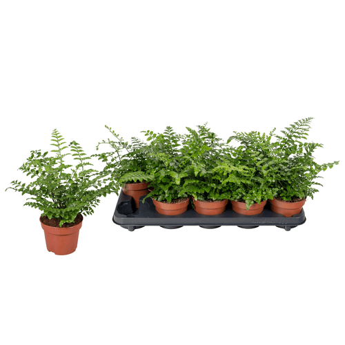 Asplenium (Fento Niño de Ave), Planta de 25 cm de alto, lote de 10 unidades