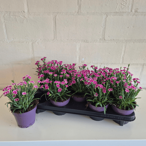 Clavel Pink Kisses, Flor fresca de 25 cm de largo, ramo de 9 tallos