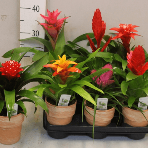 Bromelias Mix en Terracota, Planta de 30 cm de alto, pack de 6 uds