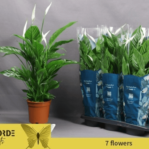 Spathiphyllum Vivaldi