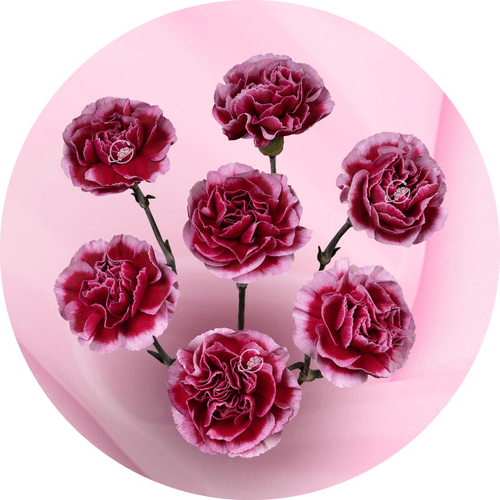 Bouquet de 20 oeillets mini (Dianthus) Charmant bordeaux et rose