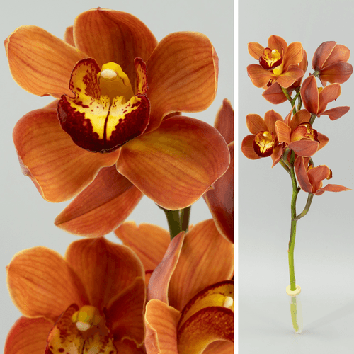 Orquídea Cymbidium Hazel Fay Laranja, Flor fresca de 60 cm de comprimento