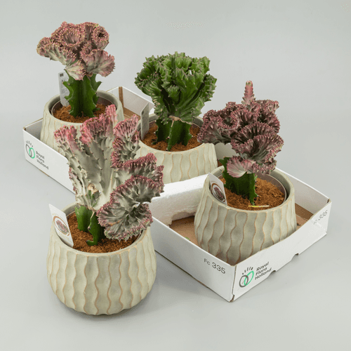 Euphorbia surtida en maceta de cerámica 25 cm, Planta de 25 cm de alto, pack de 6 uds
