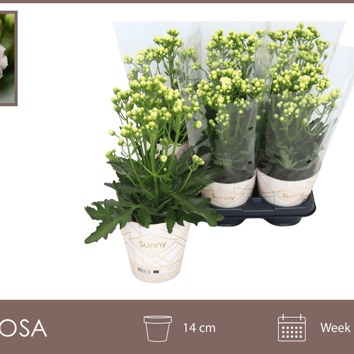 Kalanchoe Branco, Planta de 40 cm de altura, conjunto de 6 unidades