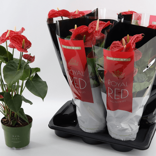 Anthurium Madural 5F, Rojo