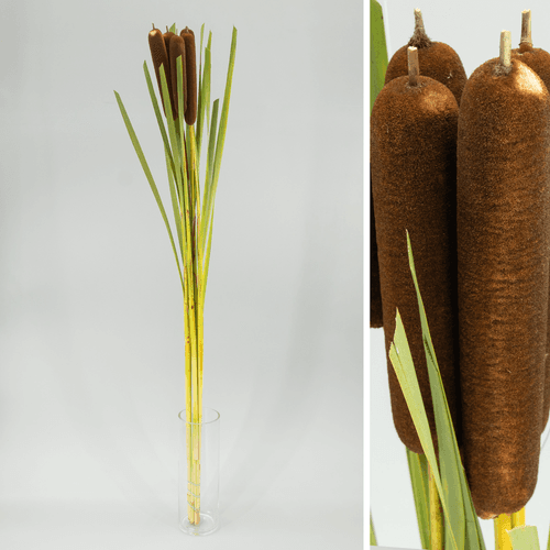 Botte de 5 massettes Typha Super (120 cm), Fleur fraîche de 120 cm de long, bouquet de 5 tiges