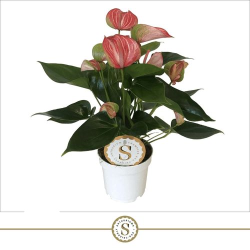 Anthurium Livium Red en Maceta, Planta de 55 cm de alto