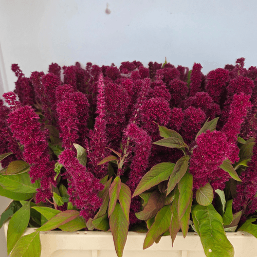 Amaranto Red Cathedral grená (haste de 80 cm)