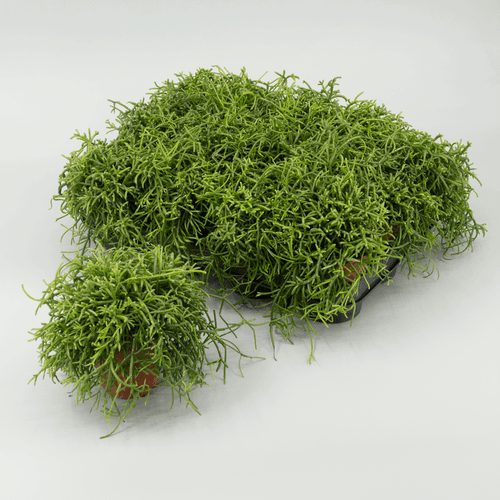 Rhipsalis baccifera (cactus colgante) en maceta 15 cm, Planta de 15 cm de alto, pack de 12 uds