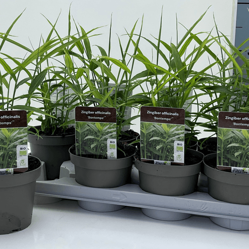 Zingiber officinale (gengibre) em vaso, Planta de 40 cm de altura, conjunto de 8 unidades
