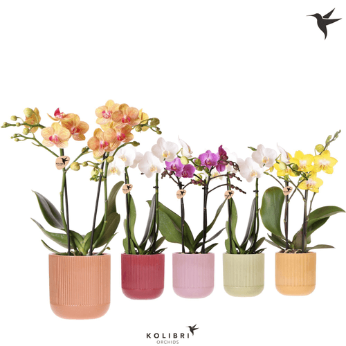Mini orchidée Phalaenopsis multicolore, Plante de 40 cm de haut, lot de 8 unités