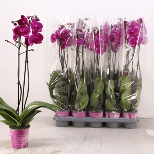 Orchidée Phalaenopsis violette 'Paars'