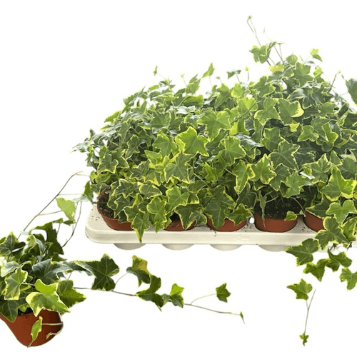 Hedera helix Goldchild (hedra variegada)