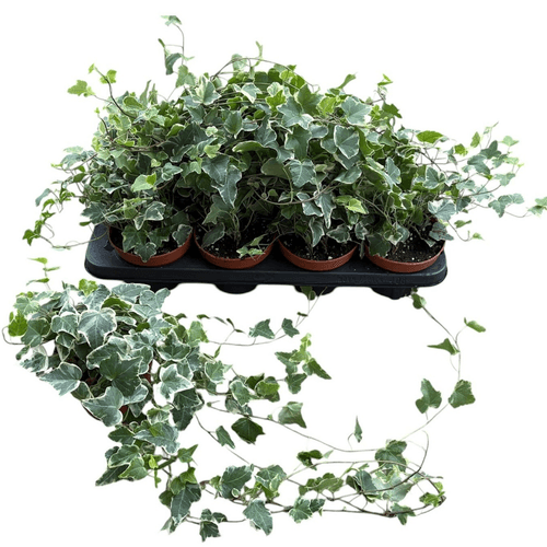 Hedera Helix Ingelise (Hedra Colgante)