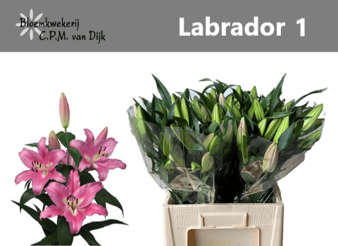 Ramo de 10 lírios orientais Labrador cor-de-rosa (Lilium), Flor fresca de 65 cm de comprimento, 10 hastes